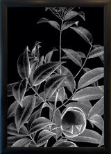 Botanical Study IV. Mini Print