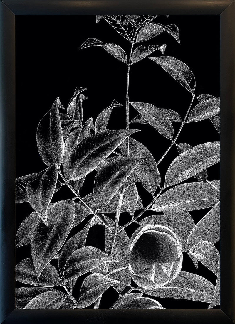 Botanical Study IV. Mini Print