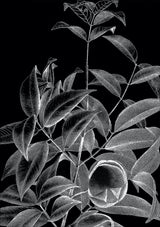 Botanical Study IV. Mini Print