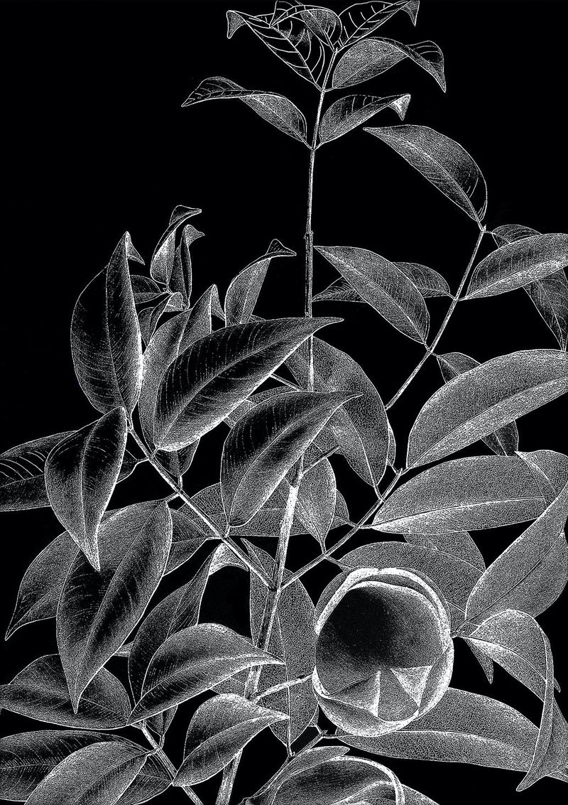 Botanical Study IV. Mini Print