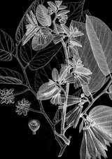 Botanical Study V. Mini Print