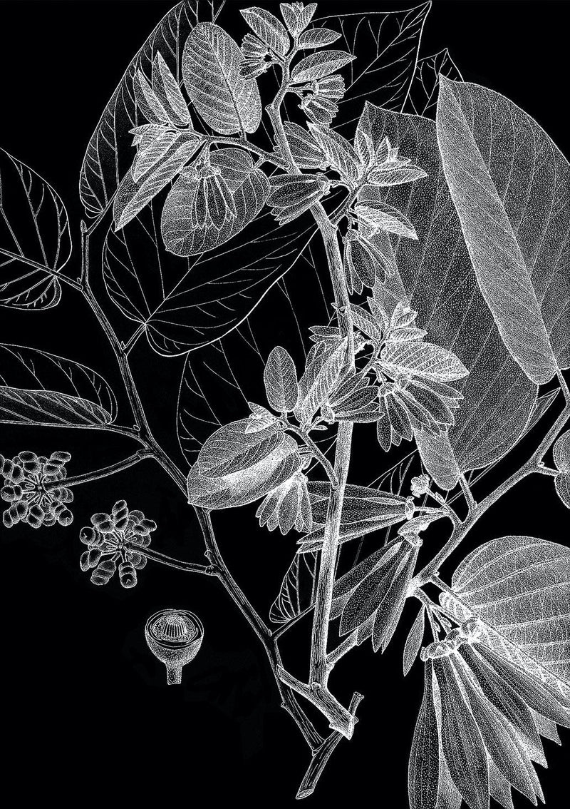 Botanical Study V. Mini Print