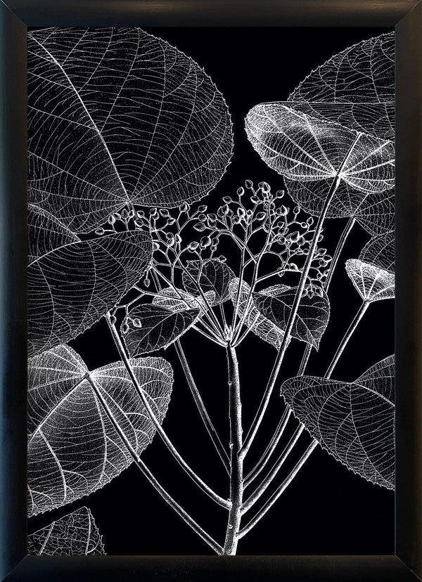 Botanical Study VI. Mini Print