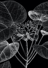 Botanical Study VI. Mini Print