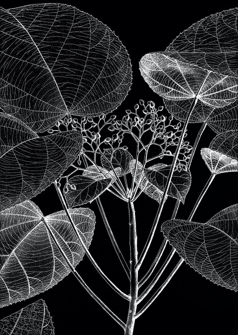 Botanical Study VI. Mini Print