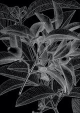 Botanical Study VIII. Mini Print