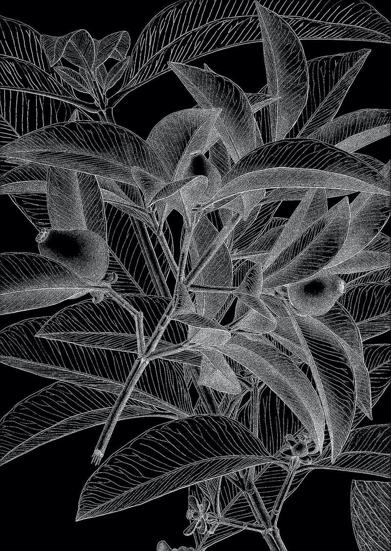 Botanical Study VIII. Mini Print