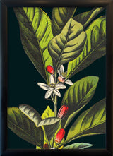 Herbs Details. Mini Print