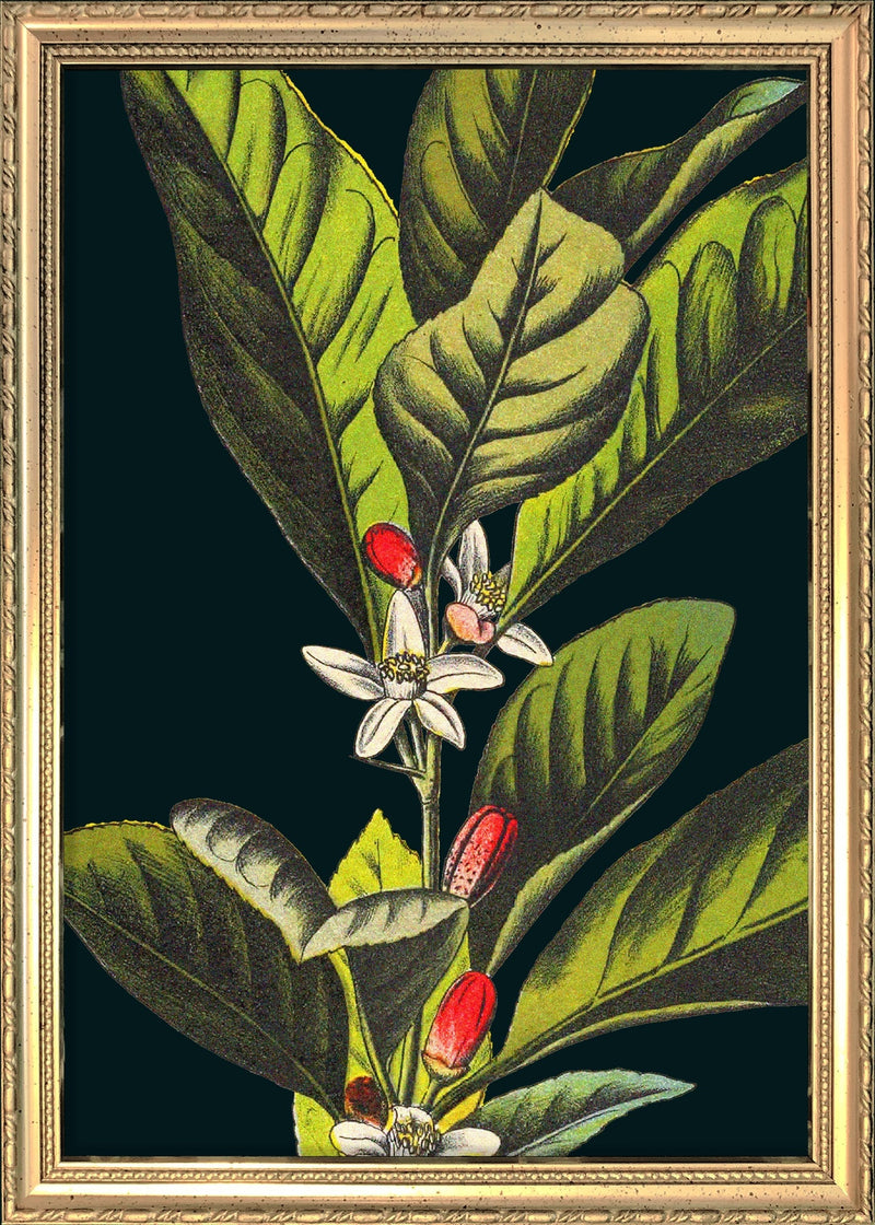 Herbs Details. Mini Print