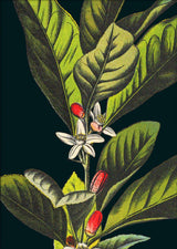 Herbs Details. Mini Print