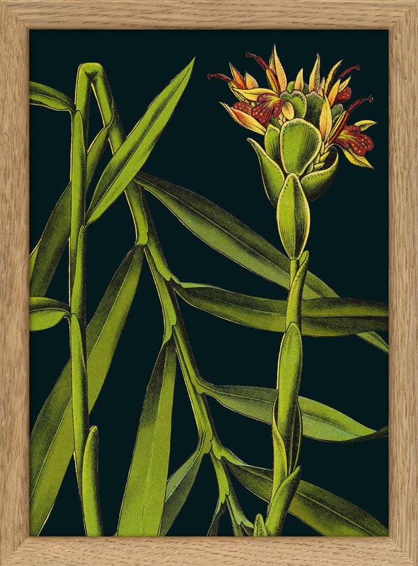 Ginger Details. Mini Print