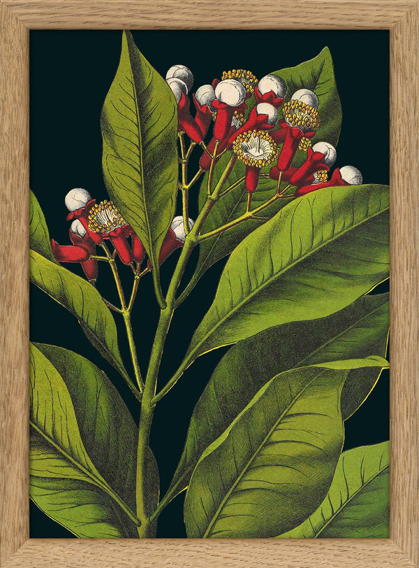 Herbs Details. Mini Print