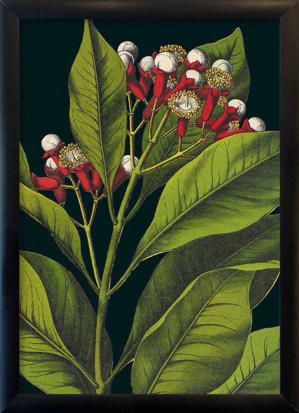 Herbs Details. Mini Print