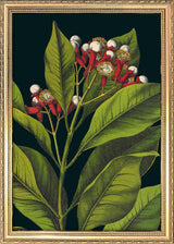 Herbs Details. Mini Print