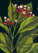 Herbs Details. Mini Print