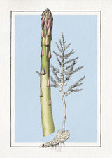 Asparagus. Mini Print