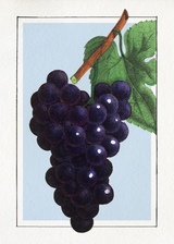 Grape. Mini Print