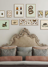 Butterflies, Beetles and Spiders