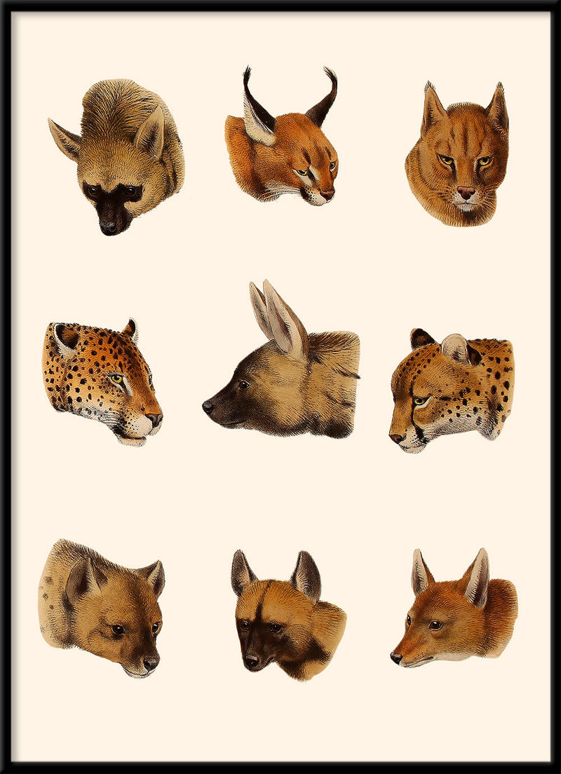 Carnivoran Mammals. Mini Print