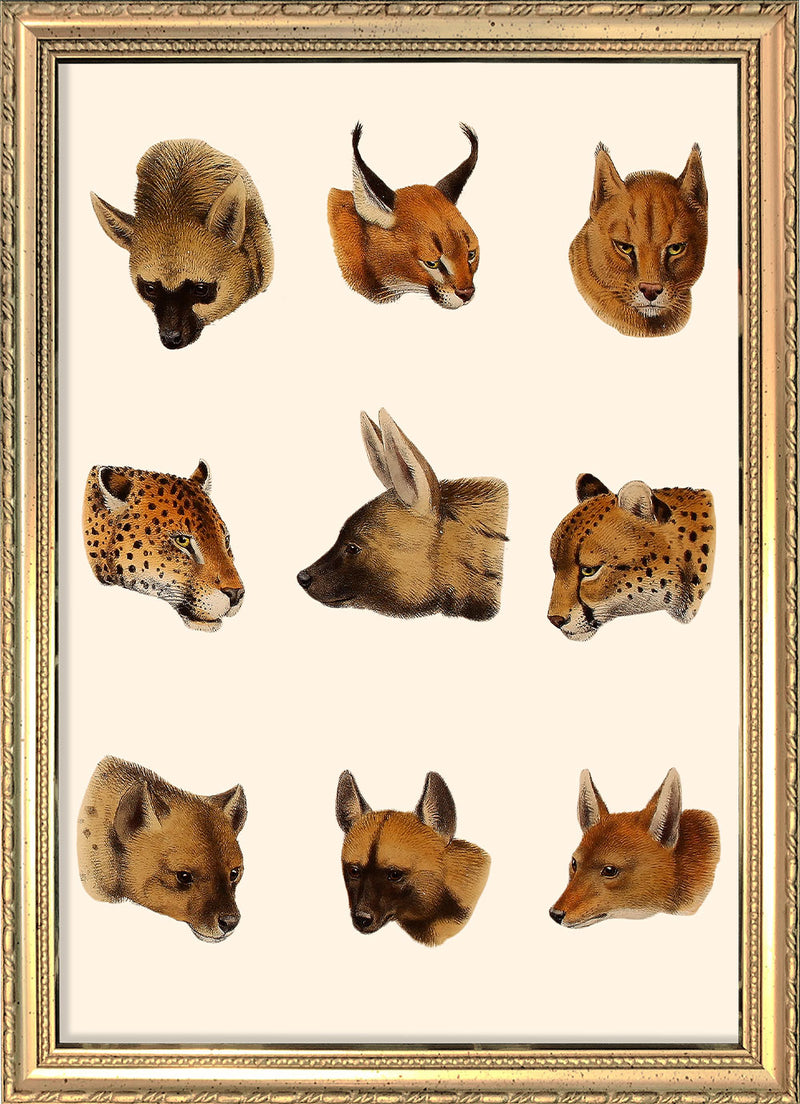 Carnivoran Mammals. Mini Print