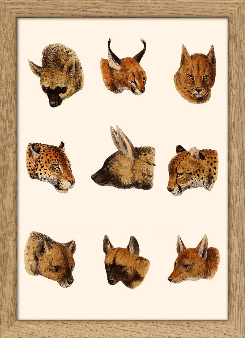 Carnivoran Mammals. Mini Print