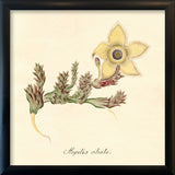 Stapelia Ciliata. Mini Print