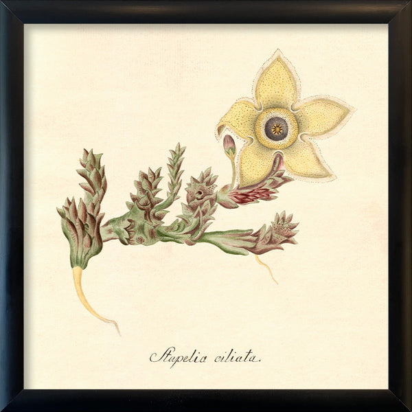 Stapelia Ciliata. Mini Print