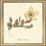 Stapelia Ciliata. Mini Print