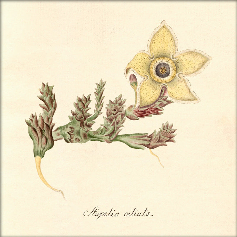 Stapelia Ciliata. Mini Print