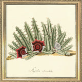 Stapelia Reticulata. Mini Print