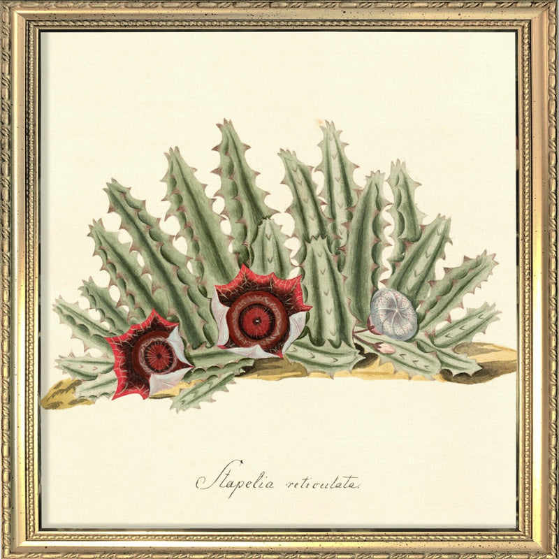 Stapelia Reticulata. Mini Print