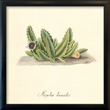 Stapelia Humilis. Mini Print