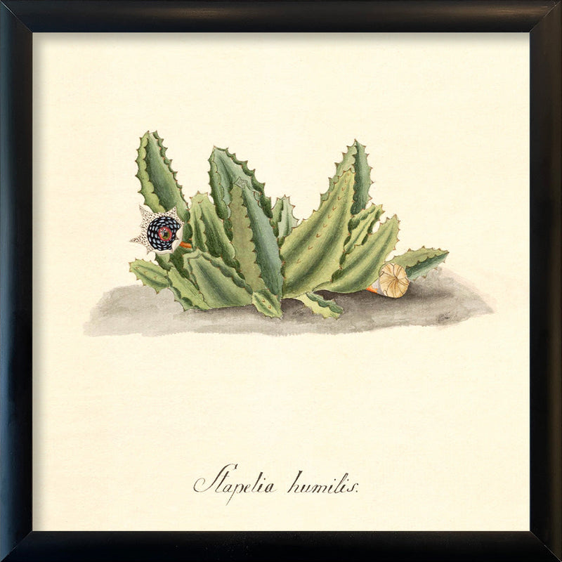 Stapelia Humilis. Mini Print