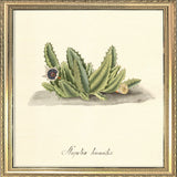 Stapelia Humilis. Mini Print