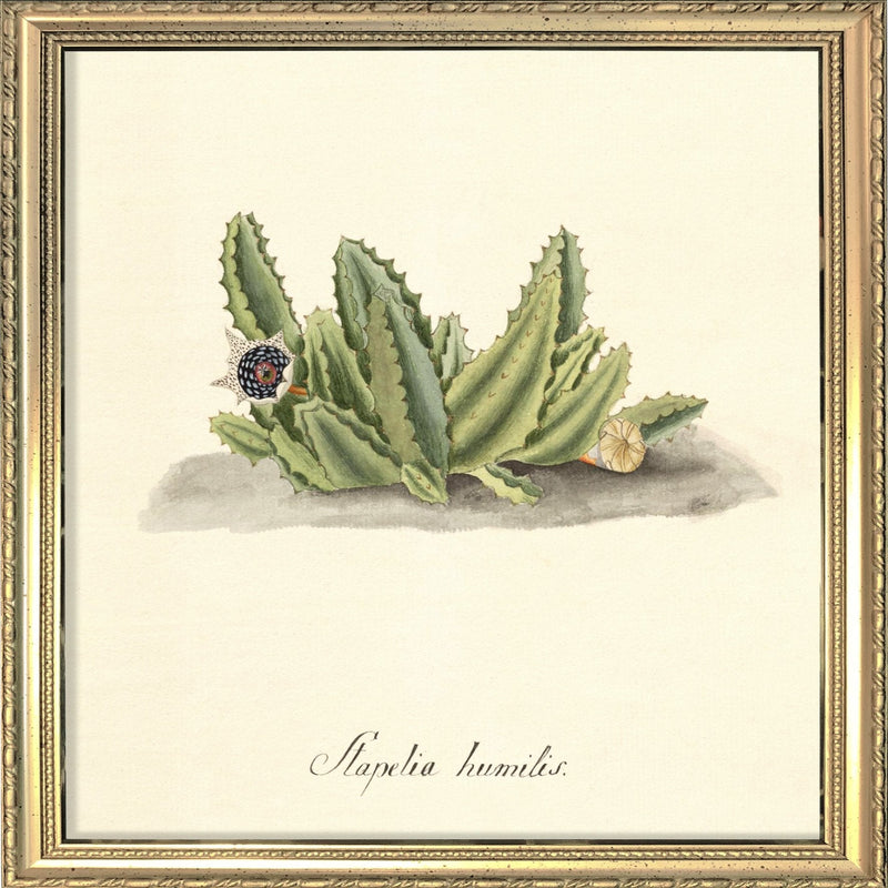 Stapelia Humilis. Mini Print