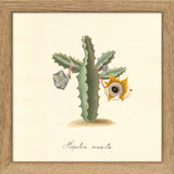 Stapelia Venusta. Mini Print