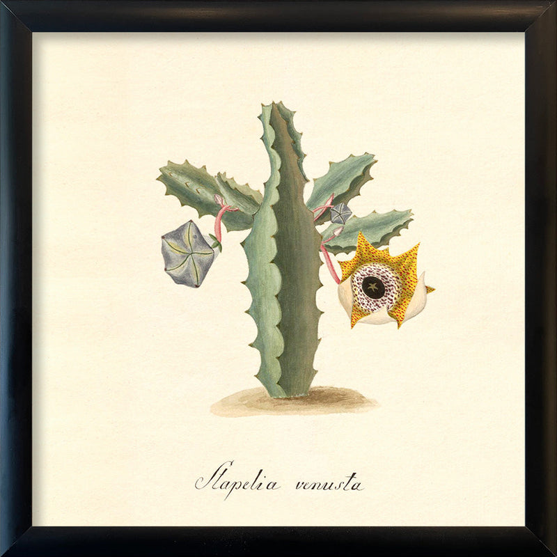 Stapelia Venusta. Mini Print