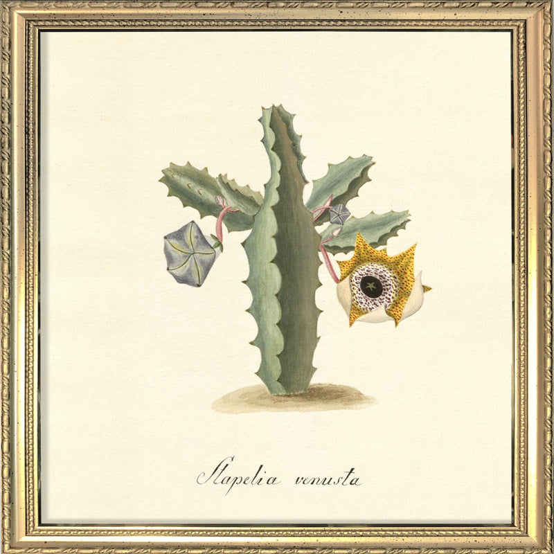 Stapelia Venusta. Mini Print