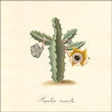 Stapelia Venusta. Mini Print