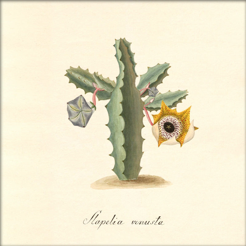 Stapelia Venusta. Mini Print