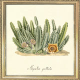 Stapelia Guttata. Mini Print
