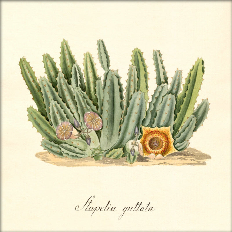 Stapelia Guttata. Mini Print
