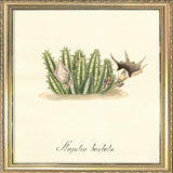 Stapelia Barbata. Mini Print