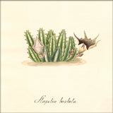 Stapelia Barbata. Mini Print