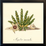 Stapelia Irrorata. Mini Print