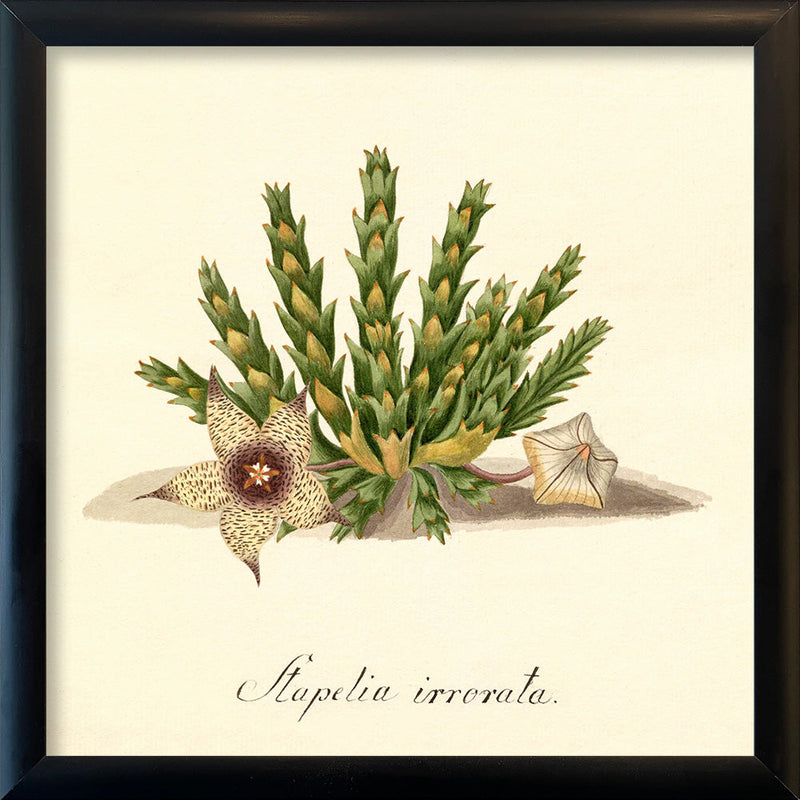 Stapelia Irrorata. Mini Print