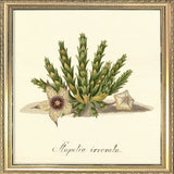 Stapelia Irrorata. Mini Print