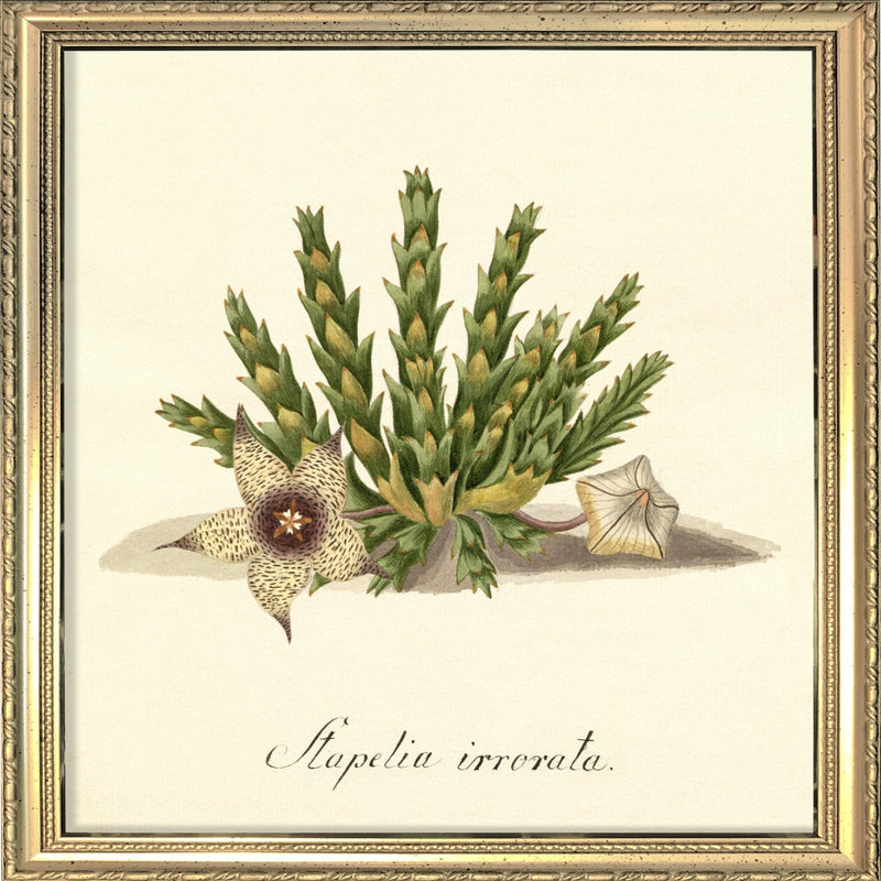Stapelia Irrorata. Mini Print