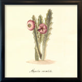 Stapelia Revoluta. Mini Print