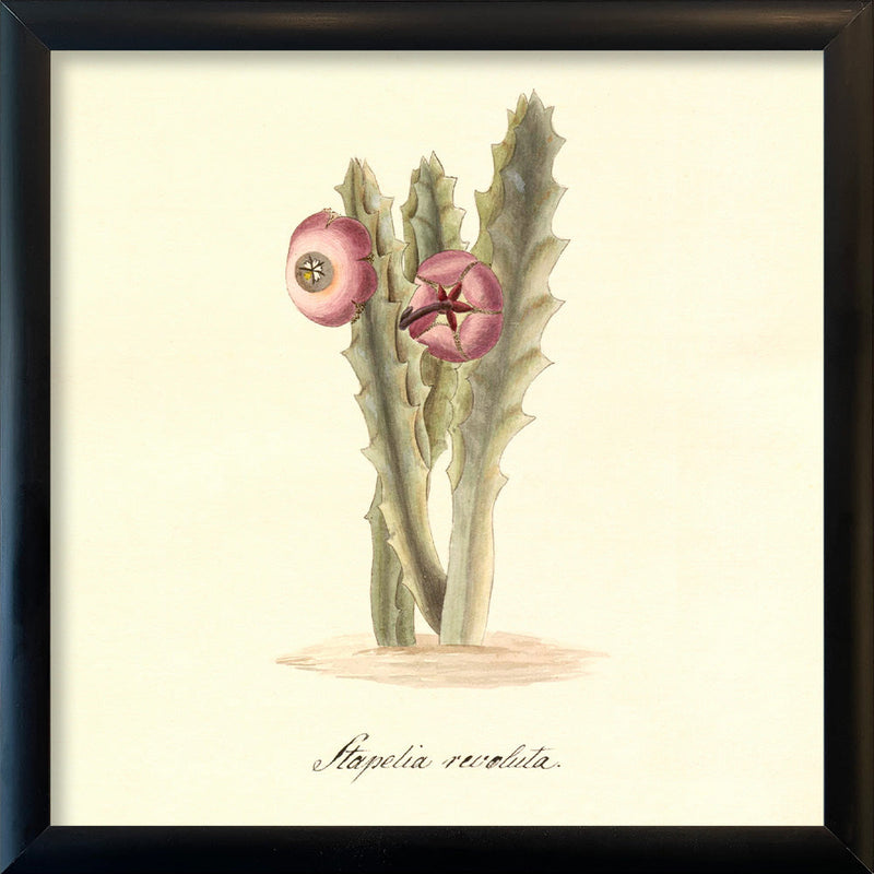 Stapelia Revoluta. Mini Print